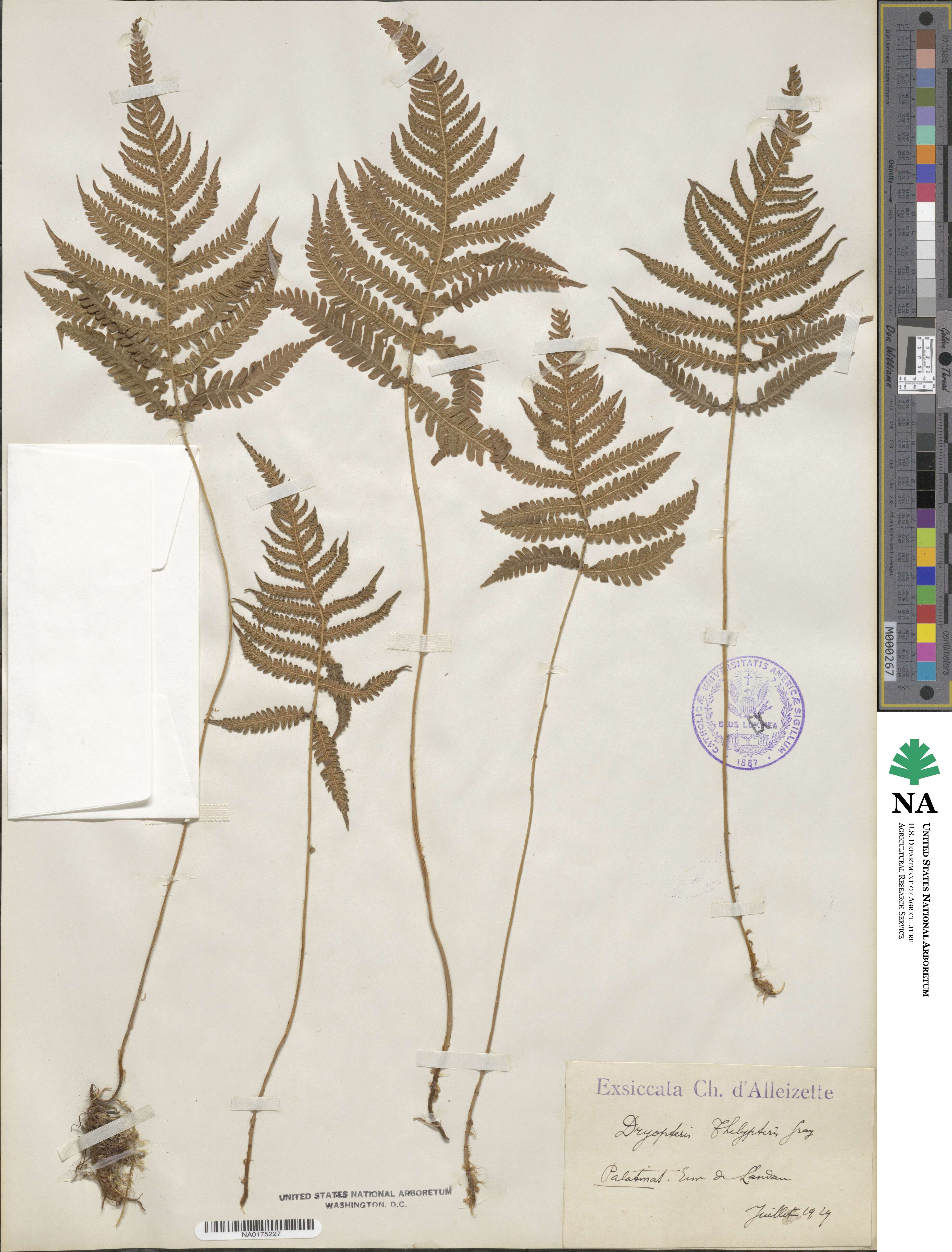 Thelypteris palustris subsp. palustris image