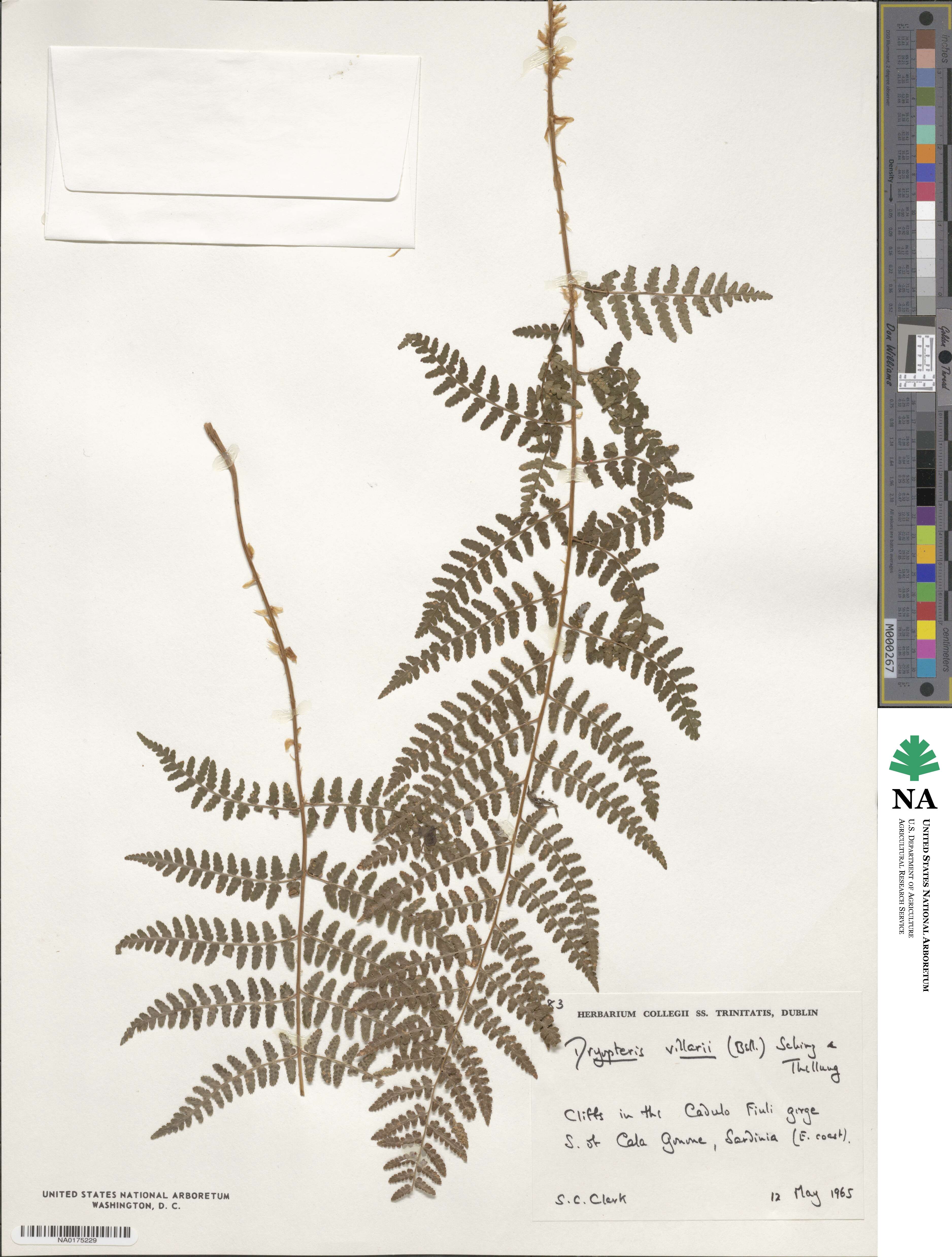 Dryopteris villarii image