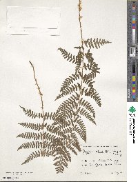 Dryopteris villarii image