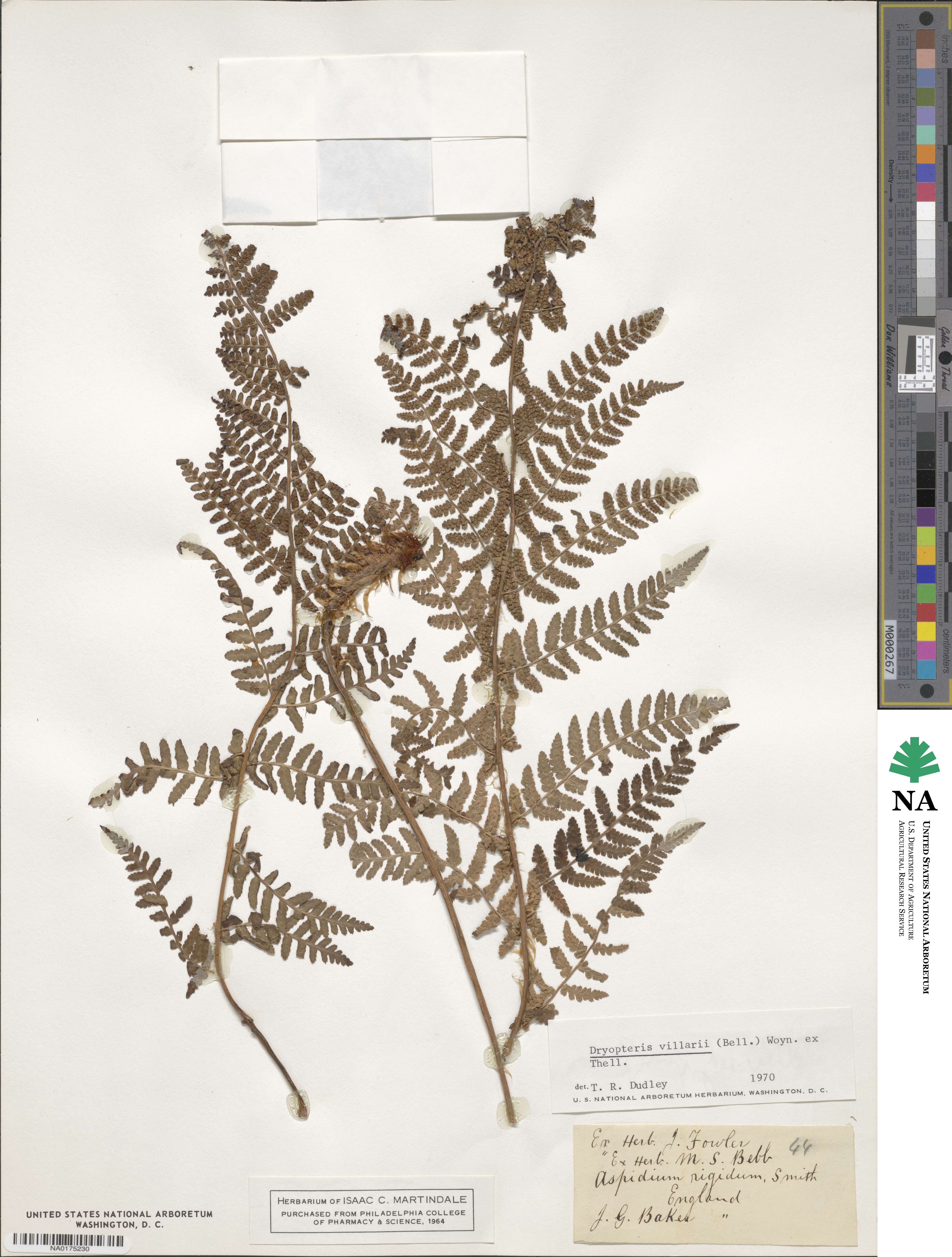 Dryopteris villarii image