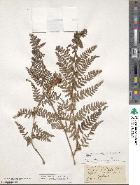 Dryopteris villarii image