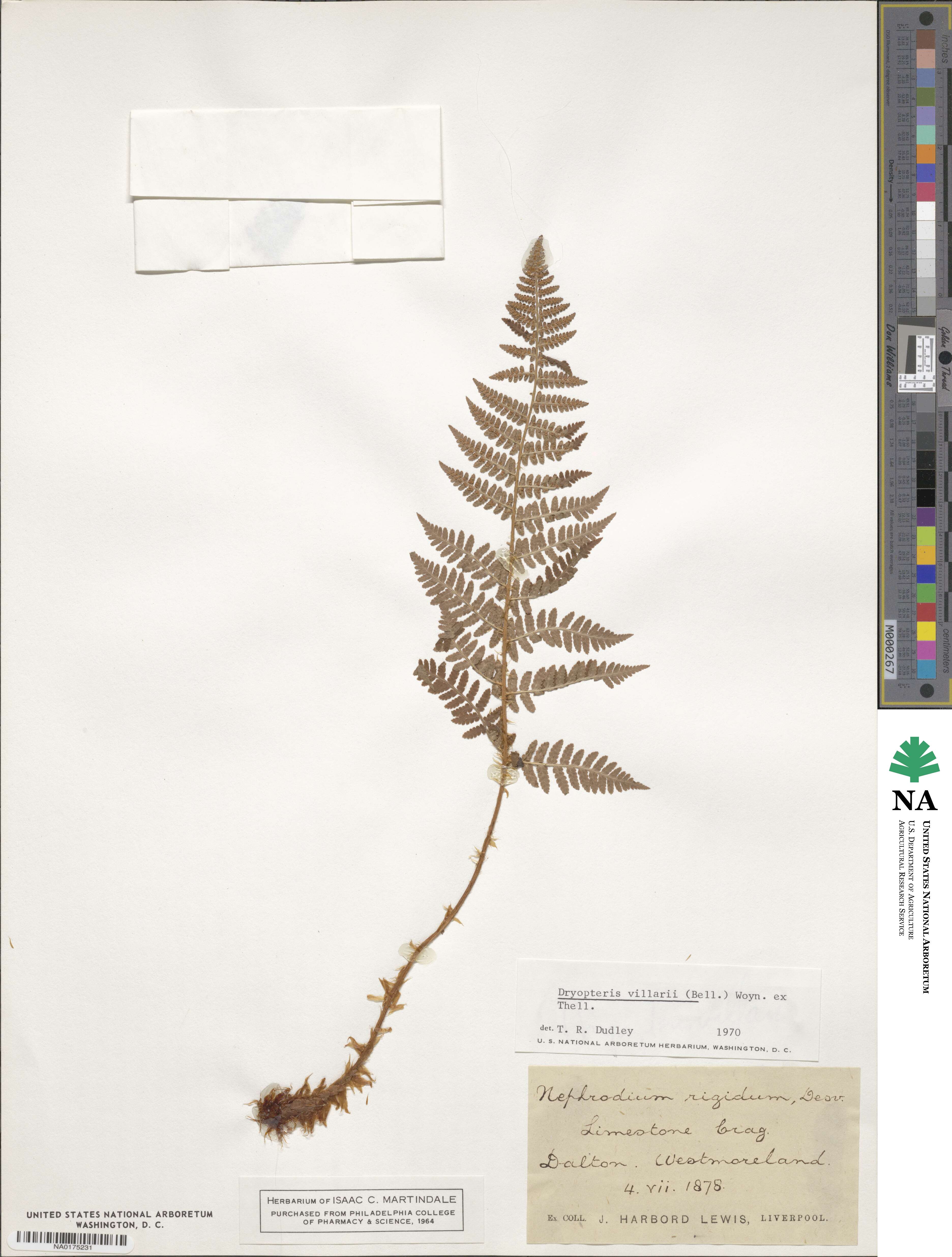 Dryopteris villarii image