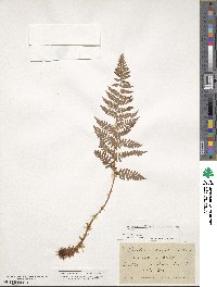 Dryopteris villarii image