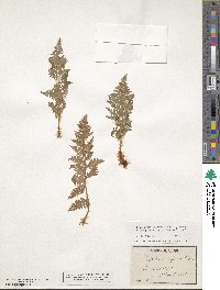 Dryopteris villarii image