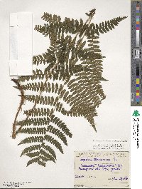 Dryopteris dilatata subsp. dilatata image