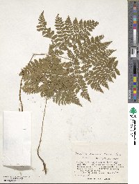 Dryopteris amurensis image