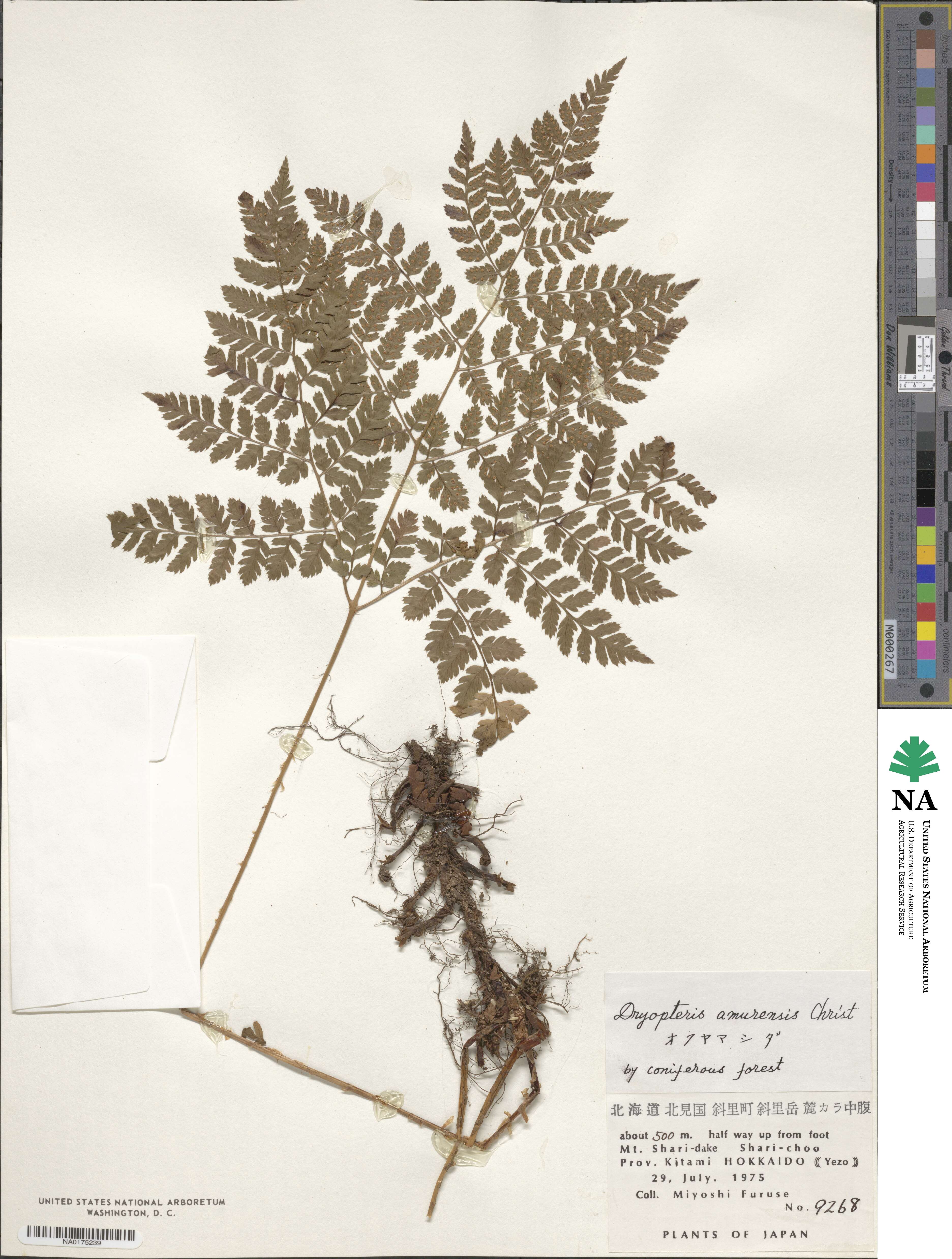 Dryopteris amurensis image