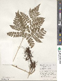 Dryopteris amurensis image