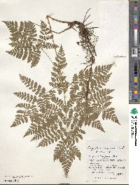 Dryopteris amurensis image