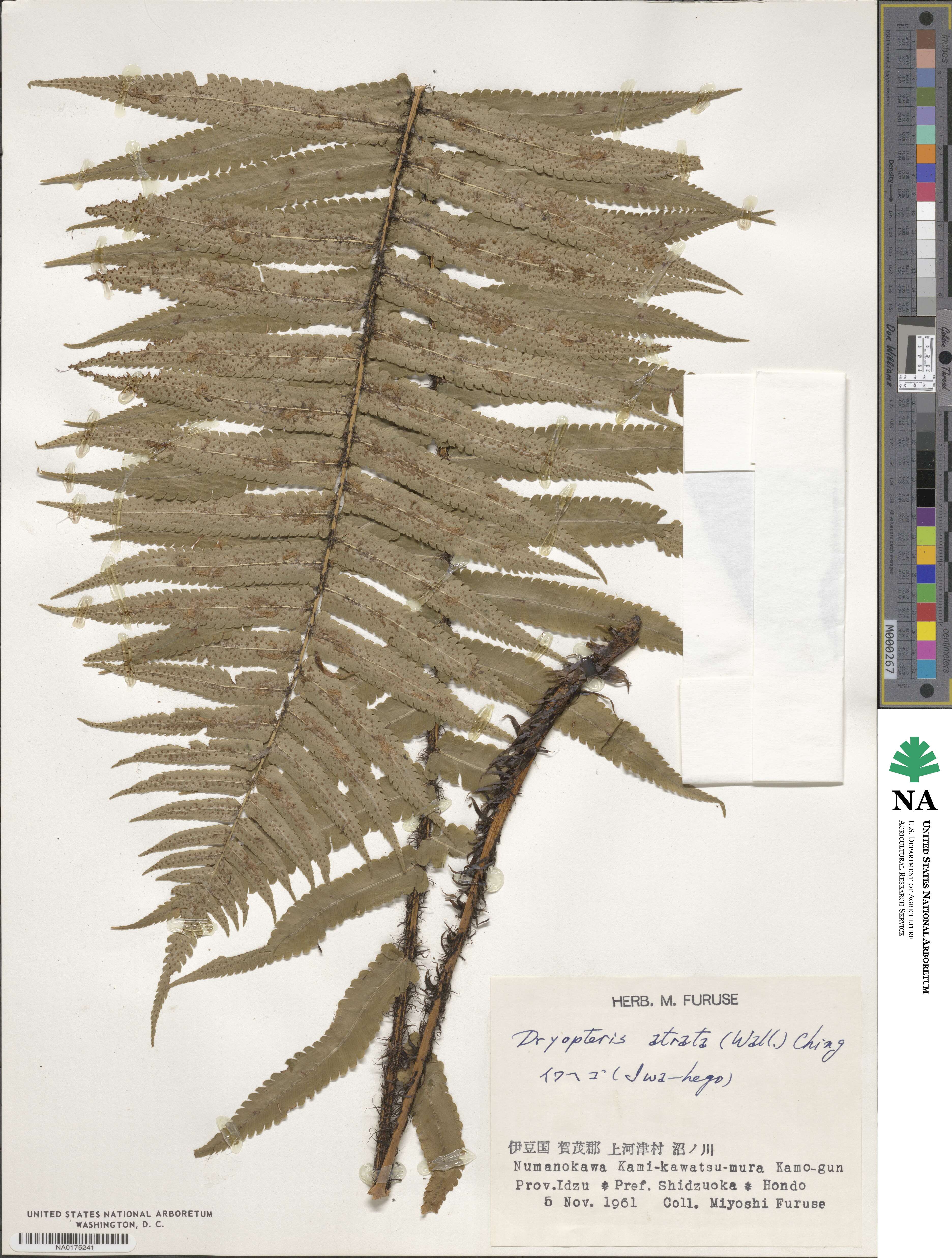 Dryopteris atrata image