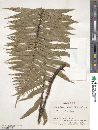 Dryopteris atrata image