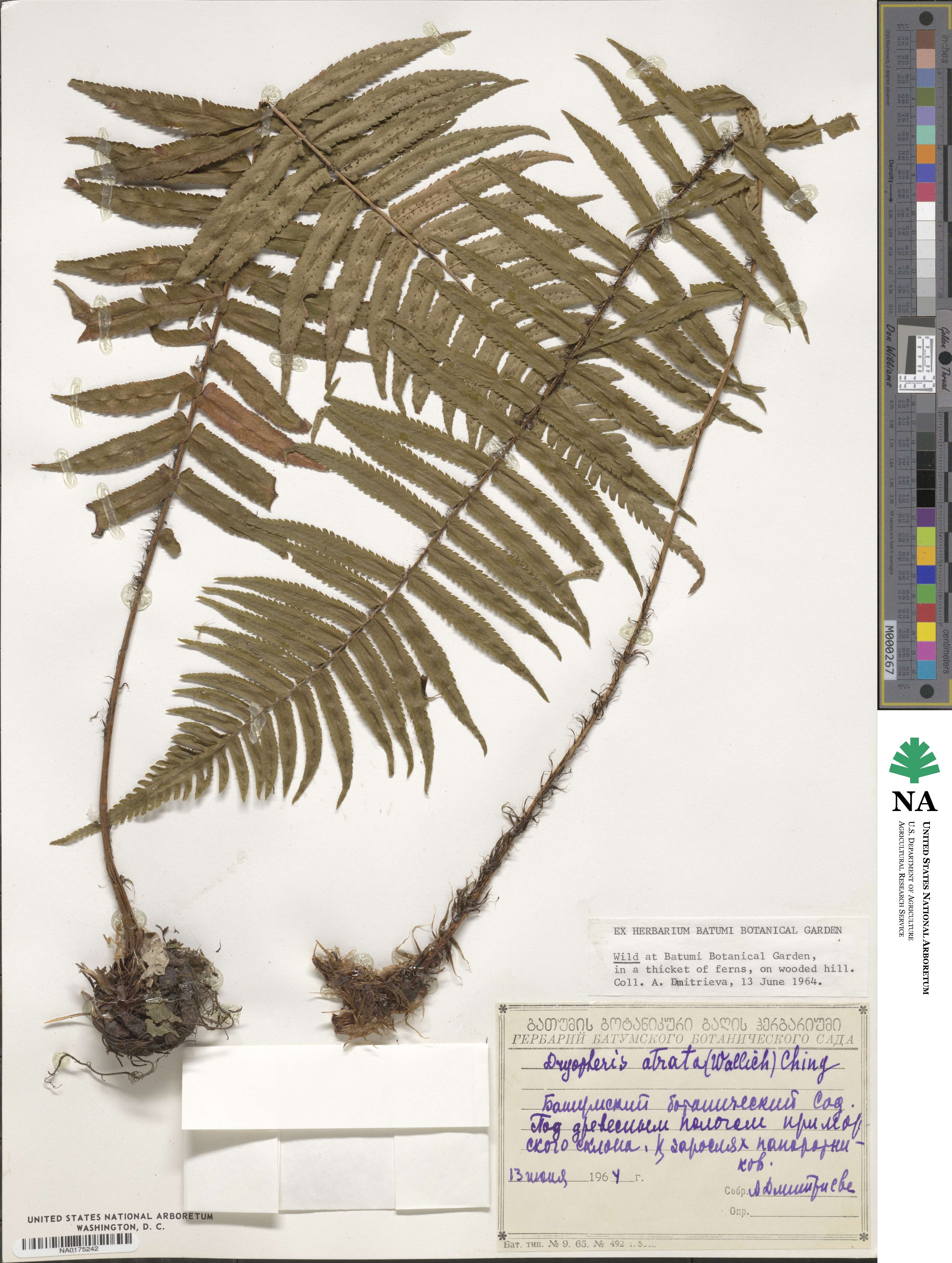 Dryopteris atrata image