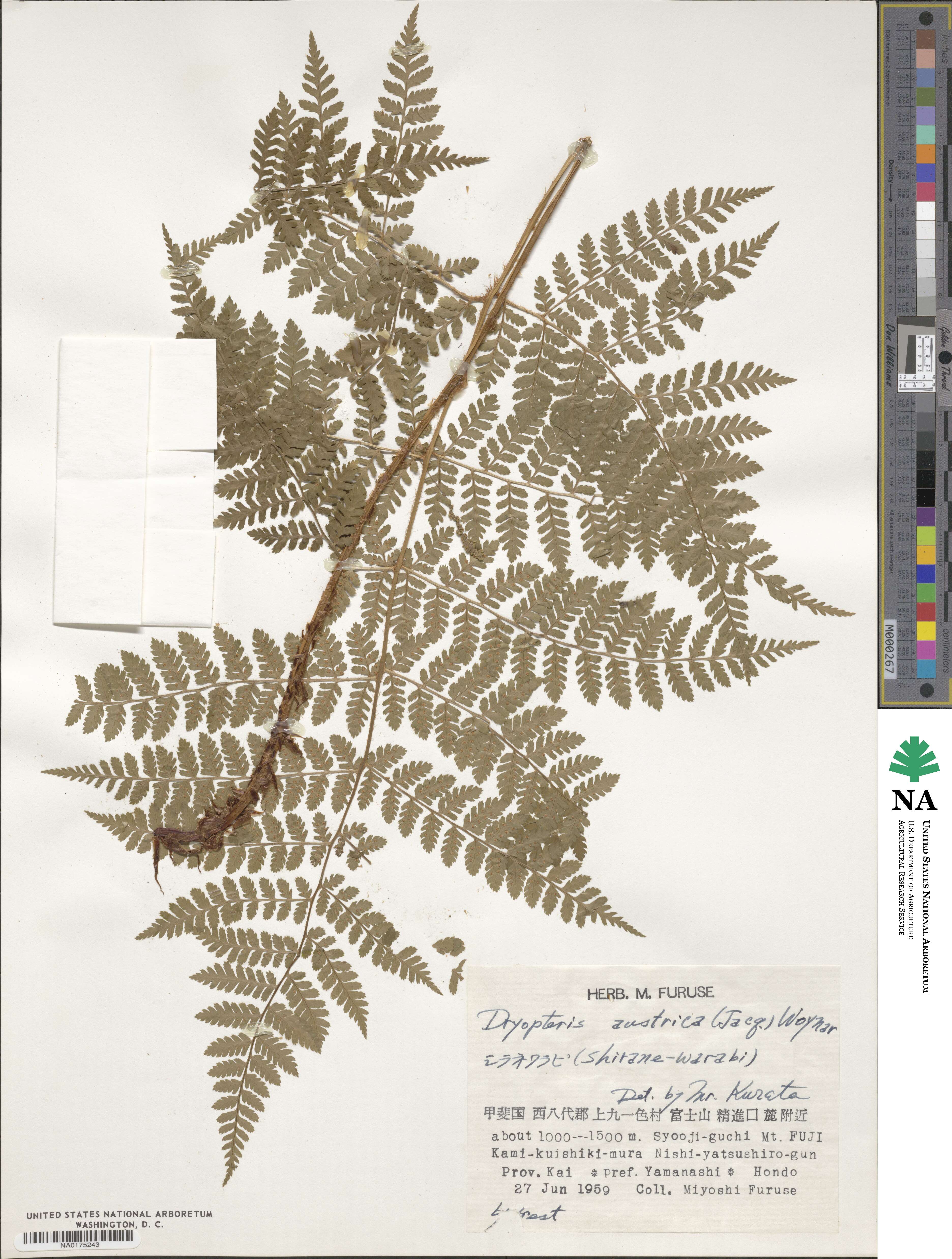 Dryopteris dilatata subsp. dilatata image