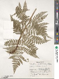 Dryopteris dilatata image