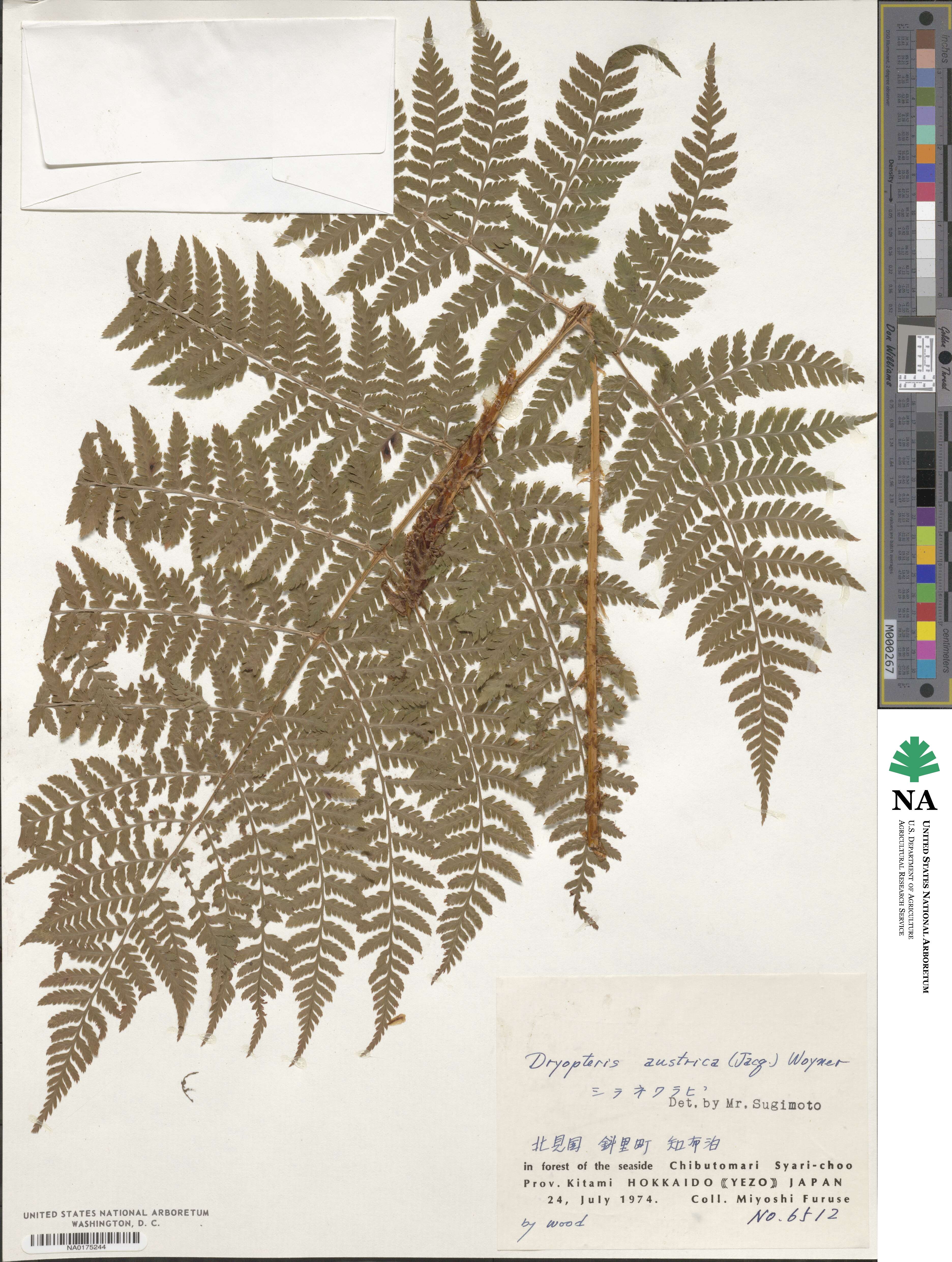 Dryopteris dilatata subsp. dilatata image