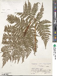 Dryopteris dilatata subsp. dilatata image