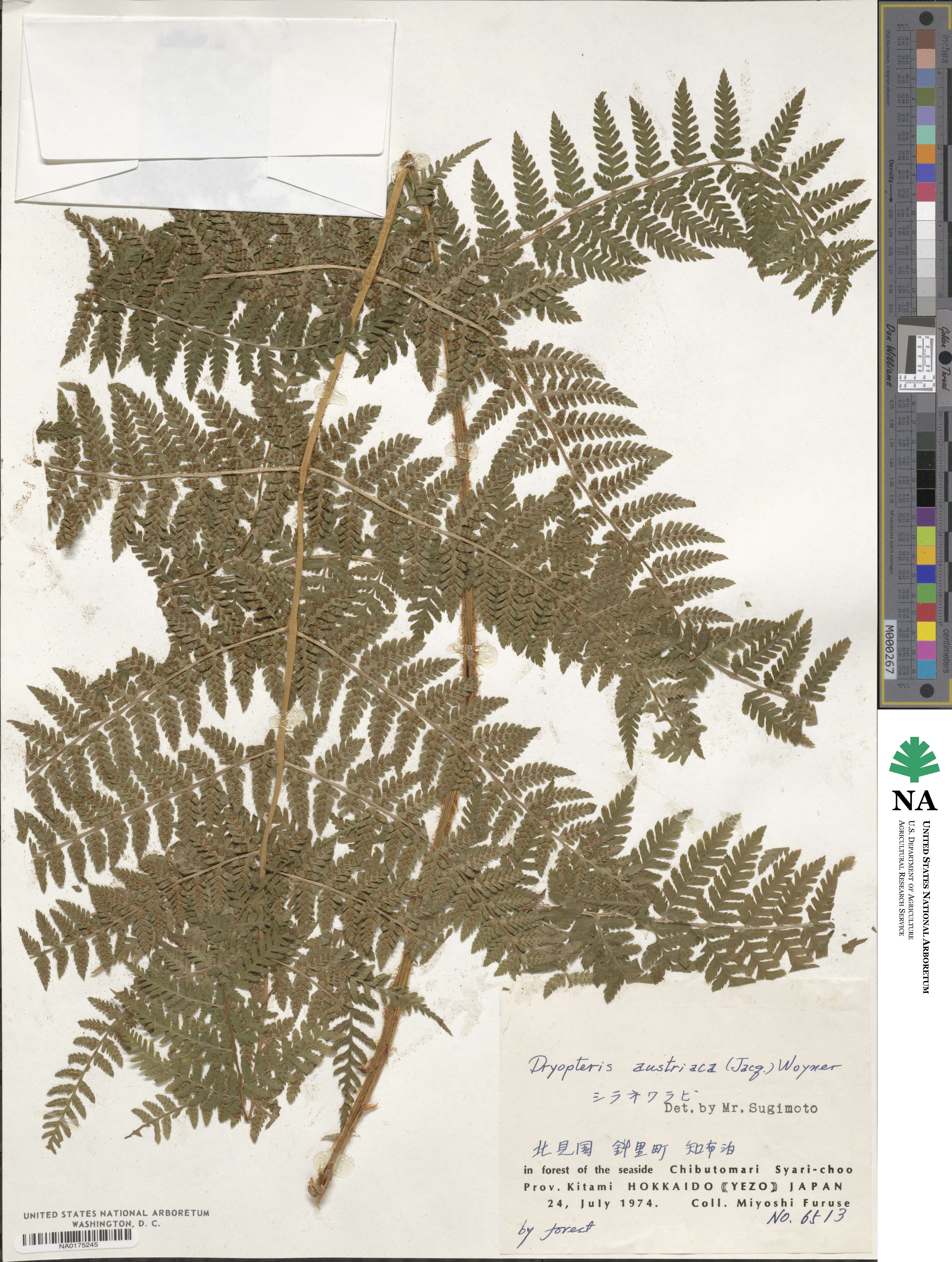 Dryopteris dilatata subsp. dilatata image