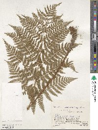 Dryopteris dilatata image