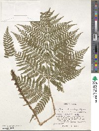 Dryopteris dilatata subsp. dilatata image