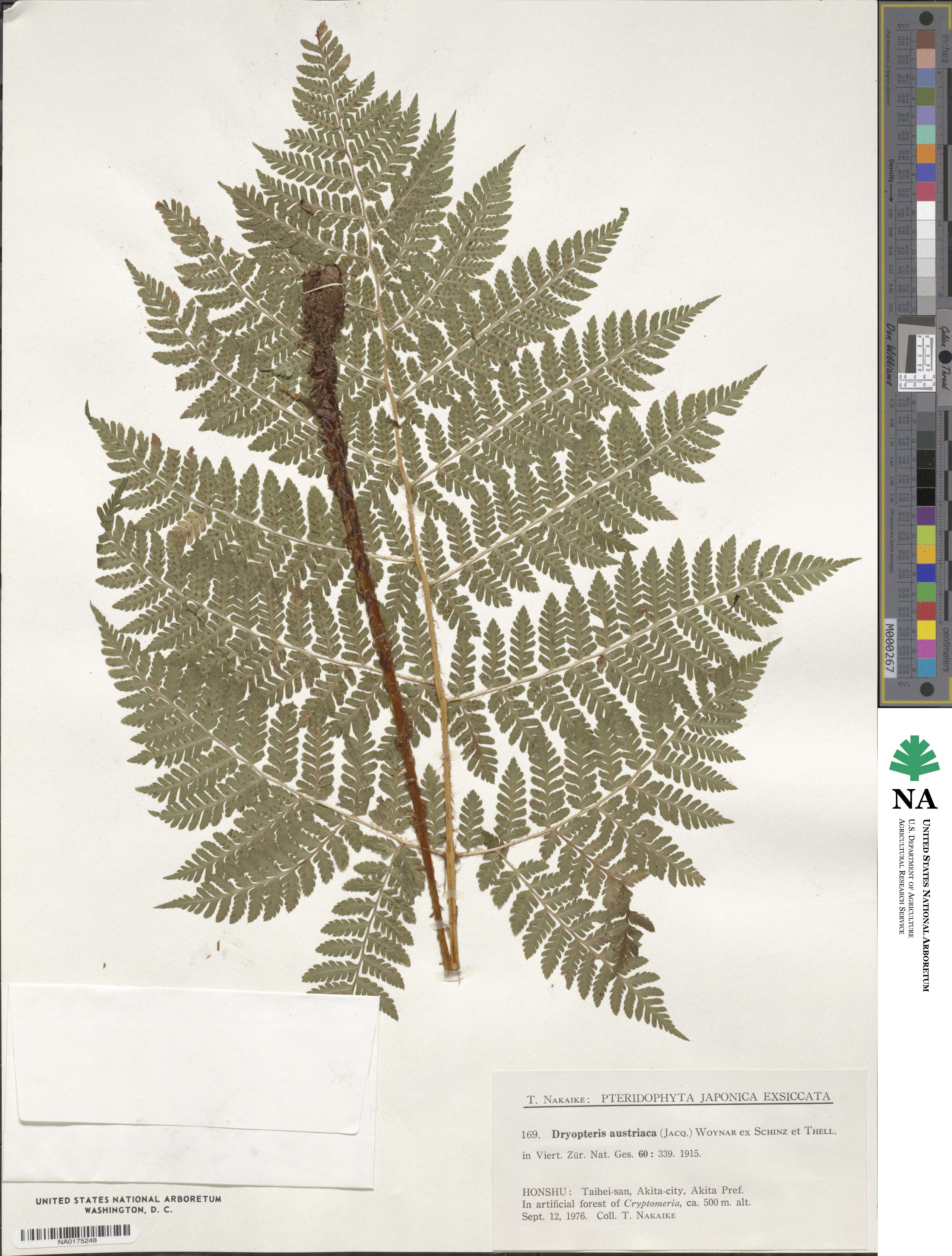 Dryopteris dilatata subsp. dilatata image