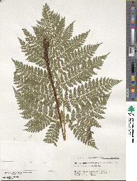 Dryopteris dilatata image