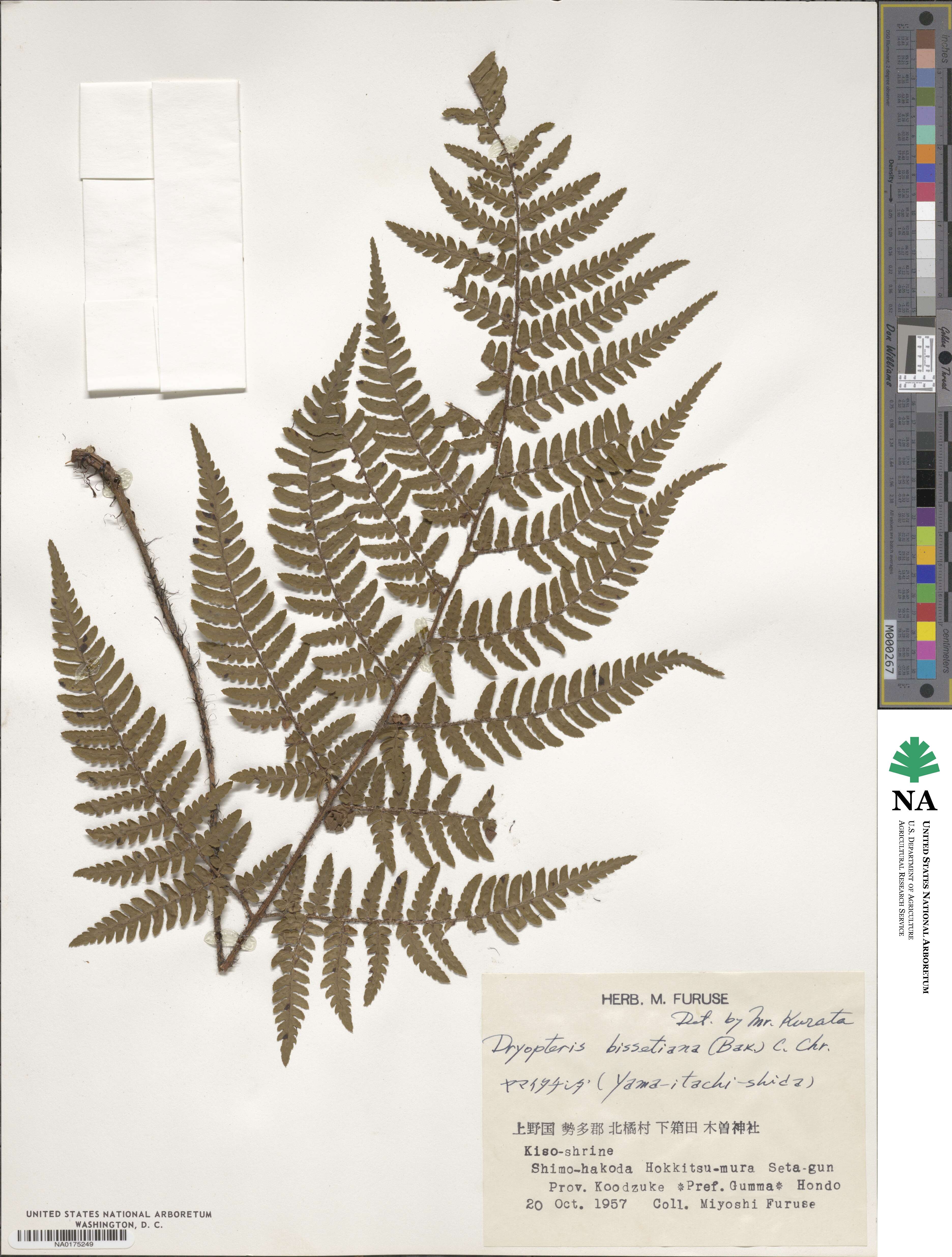 Dryopteris bissetiana image