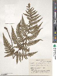 Dryopteris bissetiana image