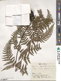 Dryopteris bissetiana image