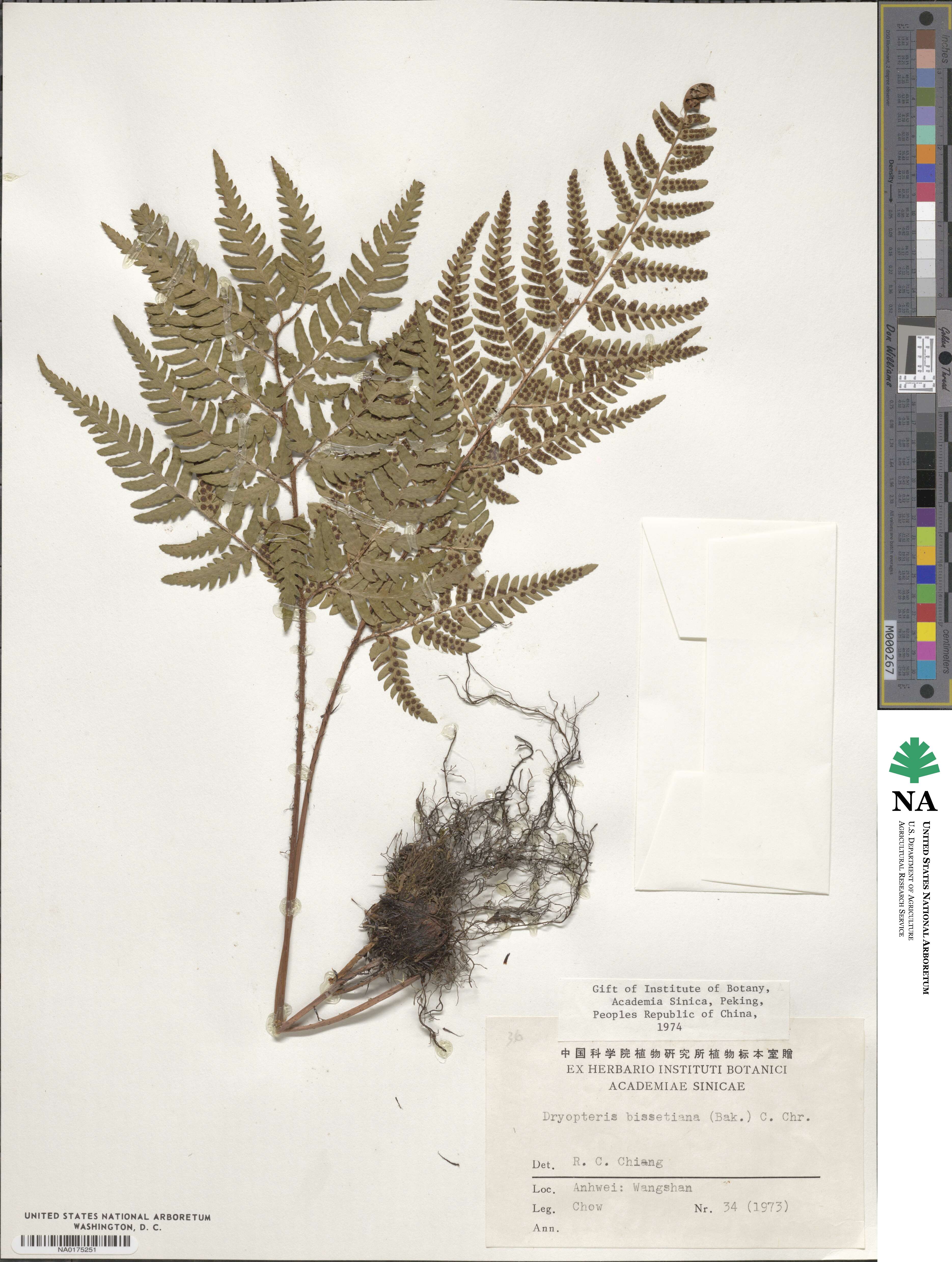 Dryopteris bissetiana image