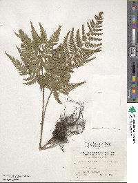 Dryopteris bissetiana image