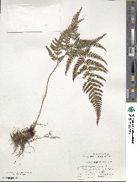 Dryopteris bissetiana image