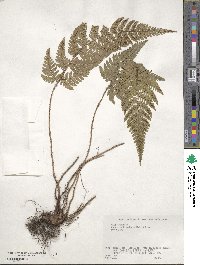 Dryopteris bissetiana image