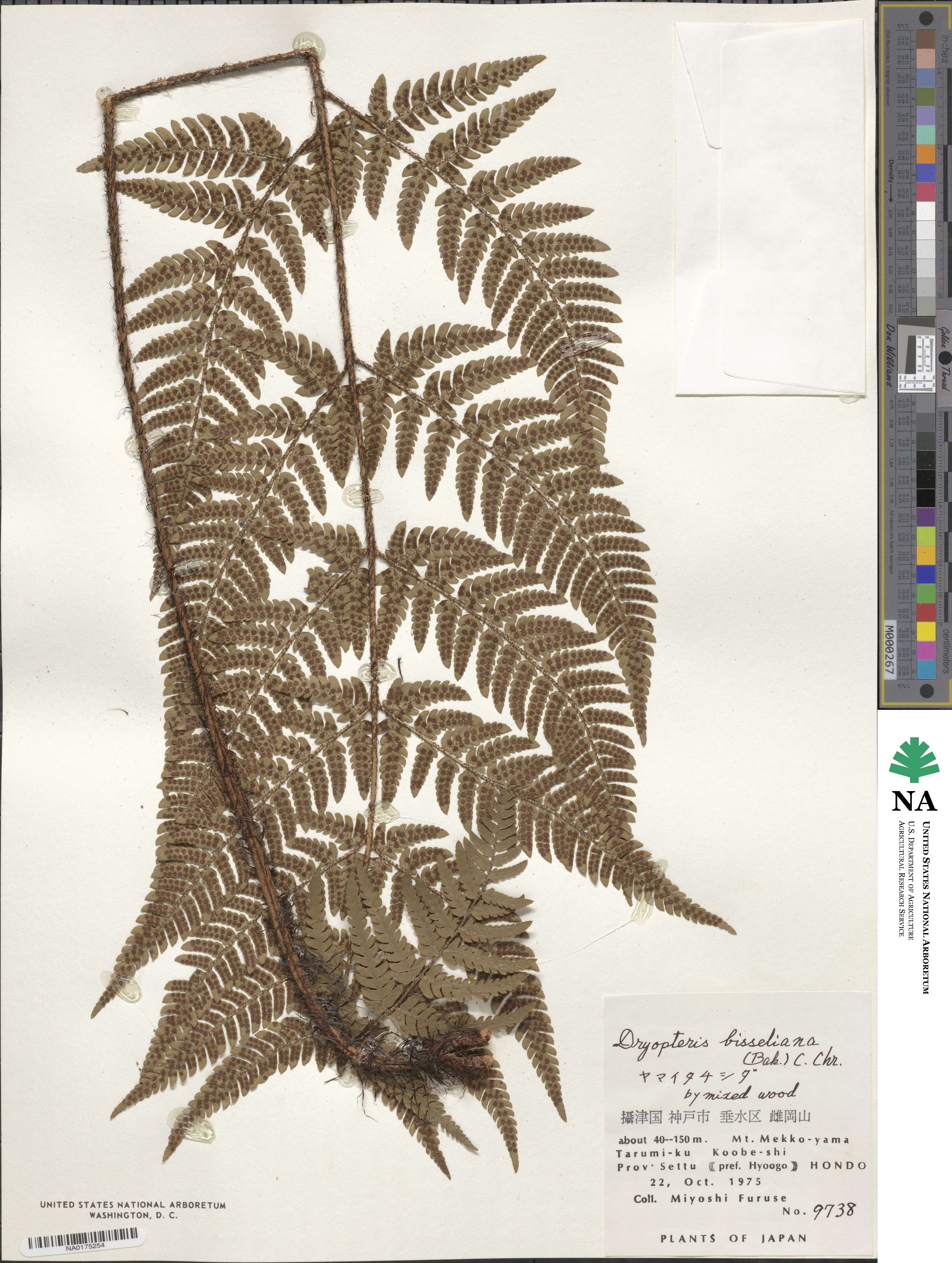 Dryopteris bissetiana image
