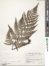 Dryopteris bissetiana image