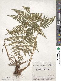 Dryopteris carthusiana image