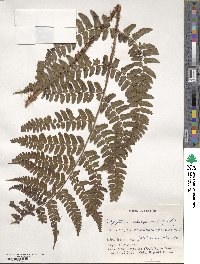 Dryopteris championii image