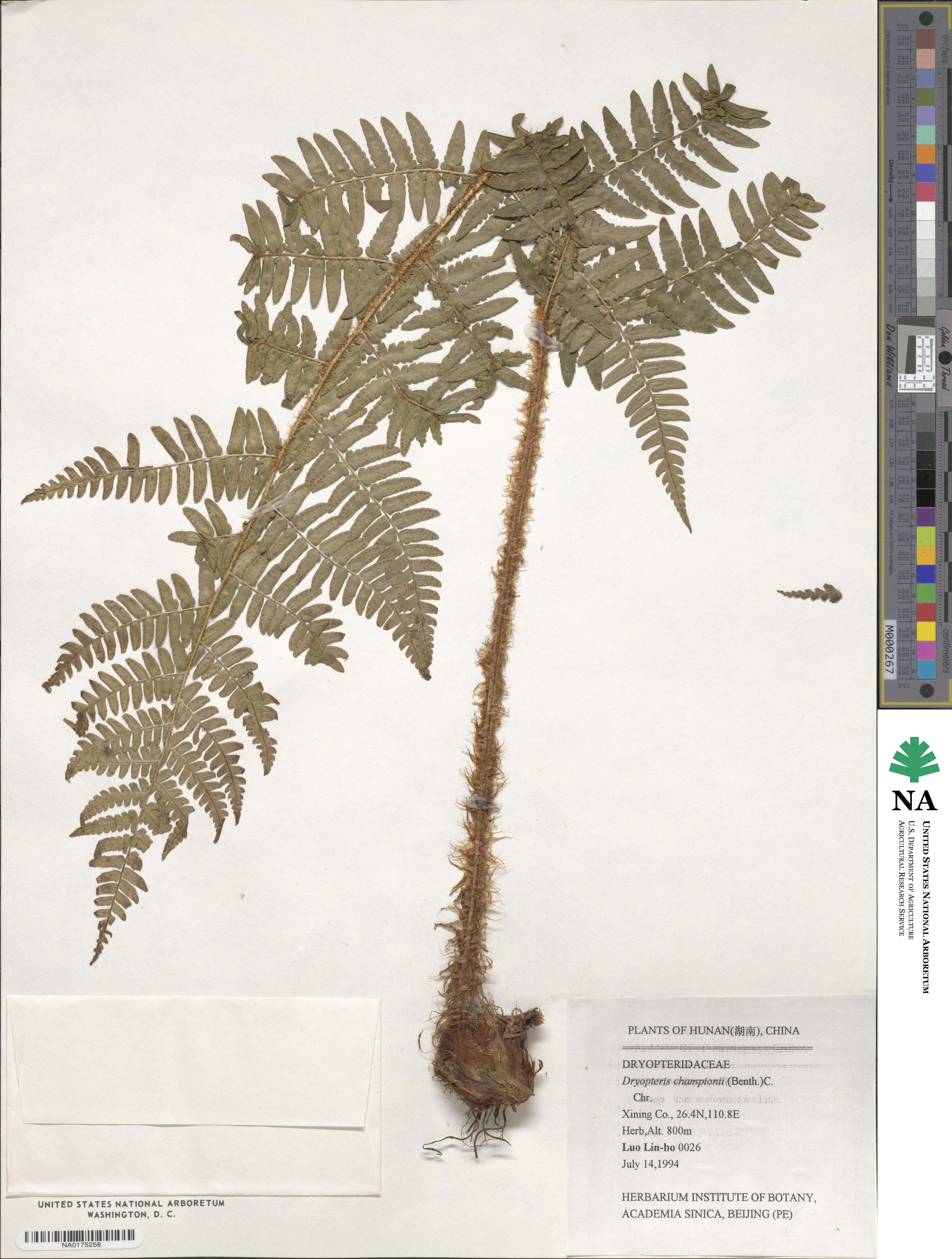 Dryopteris championii image