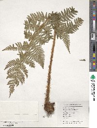 Dryopteris championii image