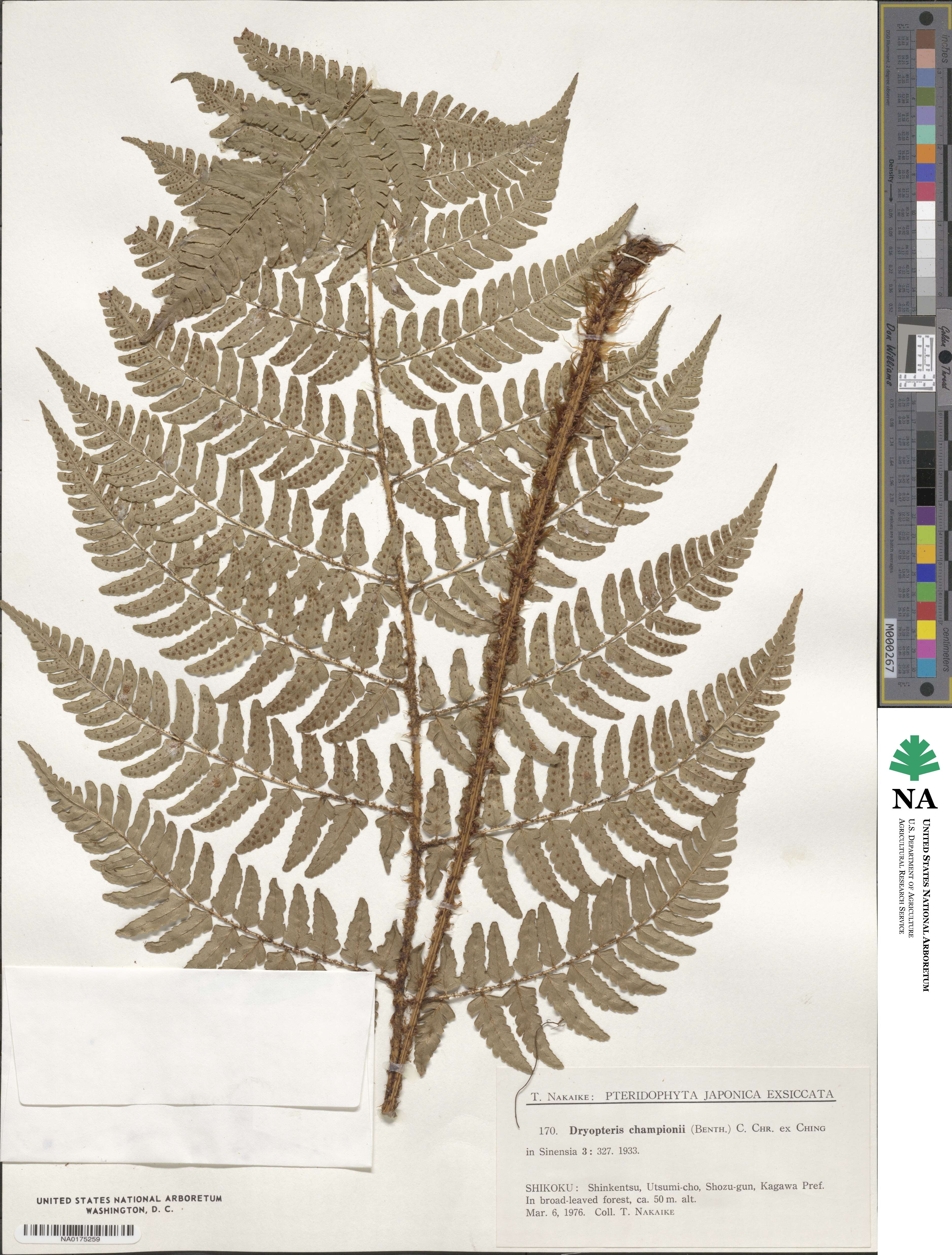 Dryopteris championii image