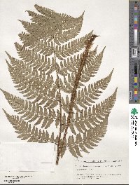 Dryopteris championii image