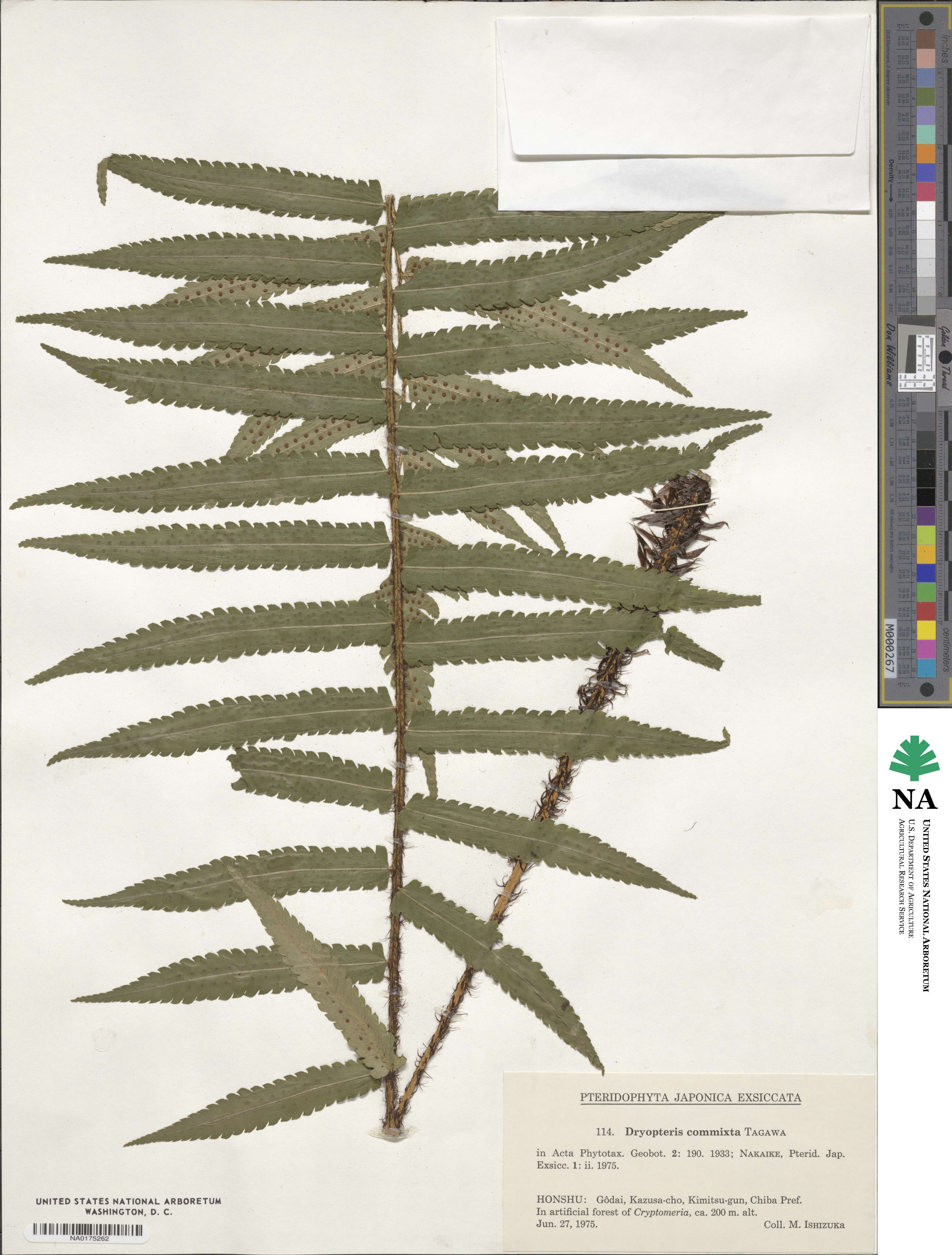 Dryopteris commixta image