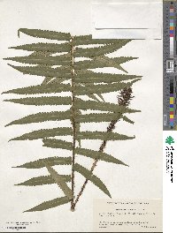 Image of Dryopteris commixta