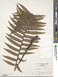 Dryopteris commixta image