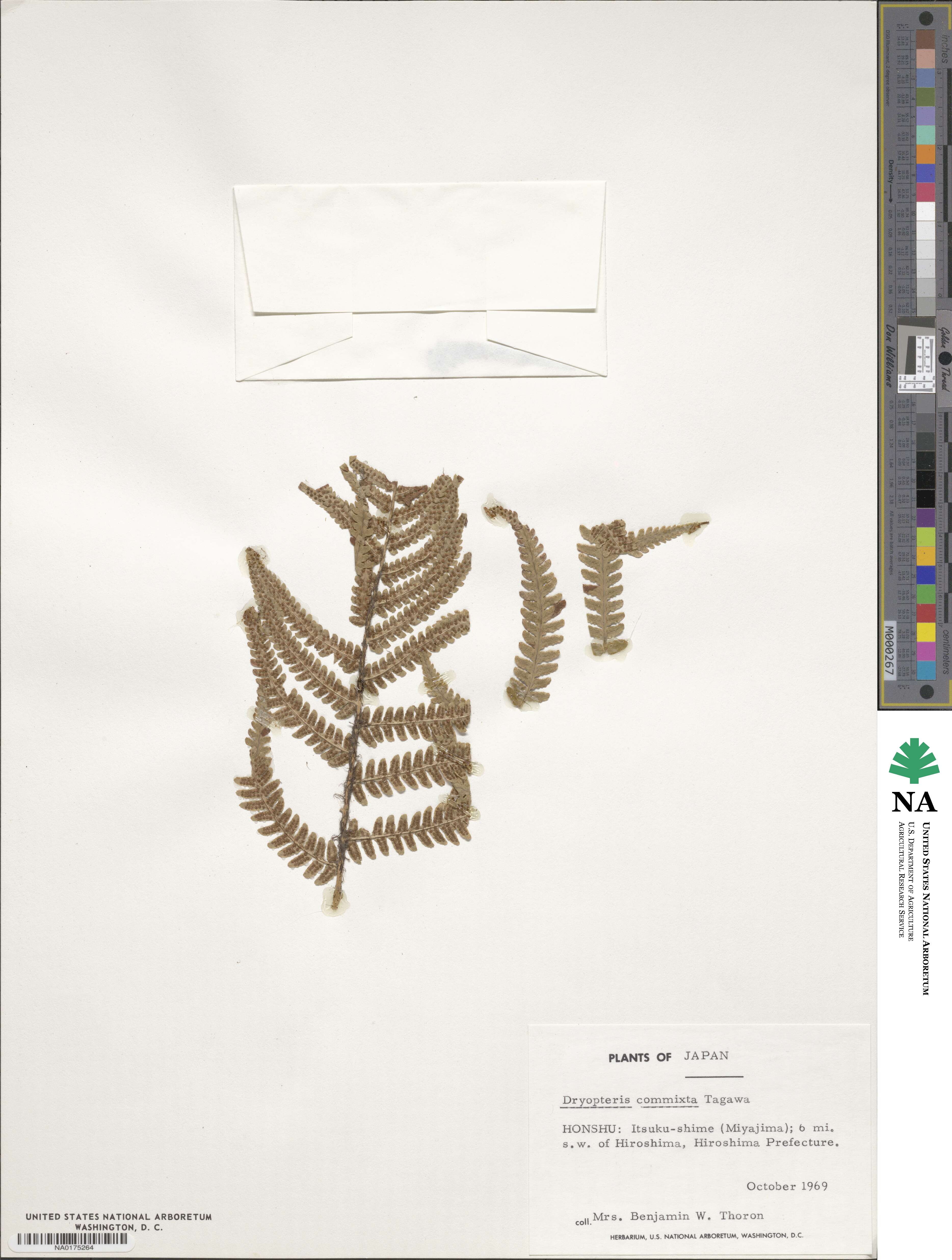 Dryopteris commixta image