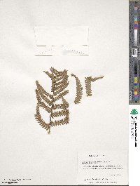 Dryopteris commixta image