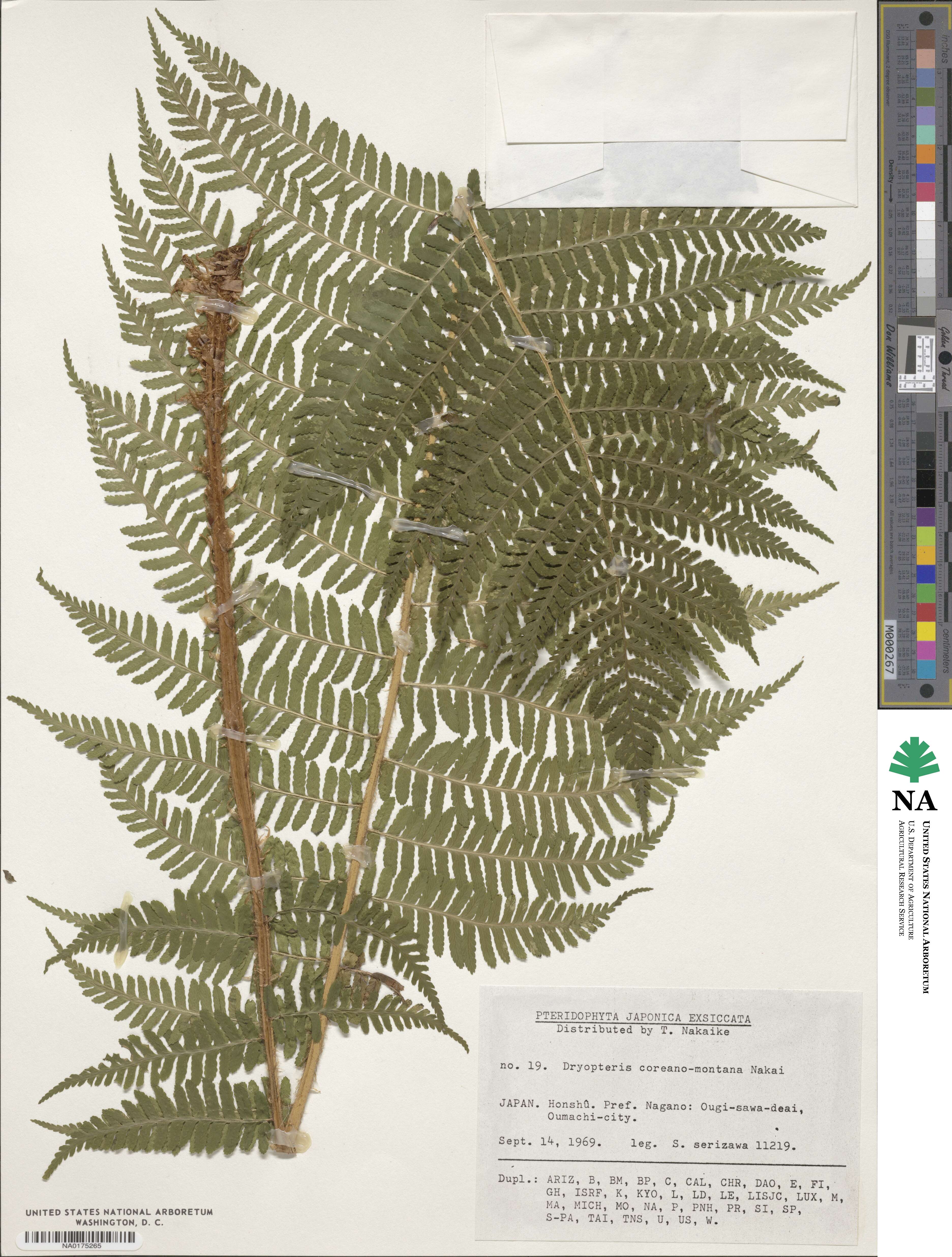 Dryopteris sichotensis image