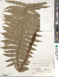 Dryopteris crassirhizoma image