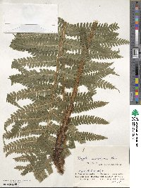 Dryopteris crassirhizoma image