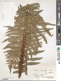 Dryopteris crassirhizoma image