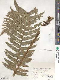 Dryopteris crassirhizoma image